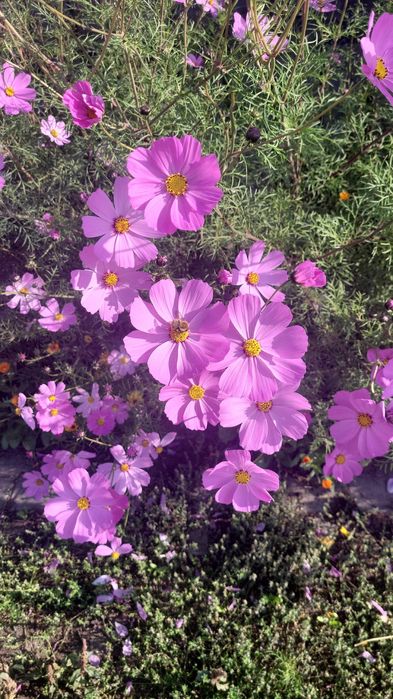 Массаж в домашней обстановке.