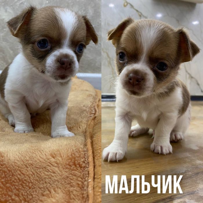 Продаются щенки породы ЧИХУАХУА