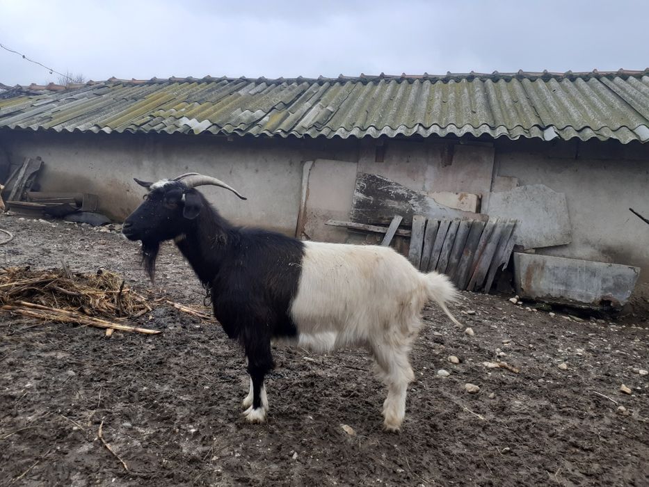 Capre gestante de vânzare