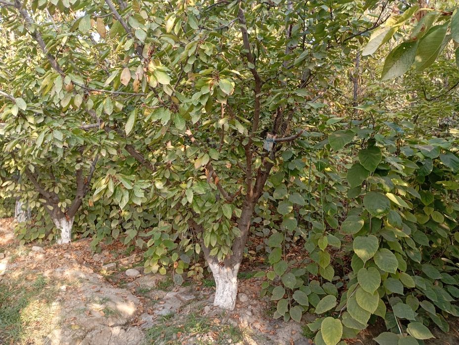 КИВИ кучатлари 2 йиллик