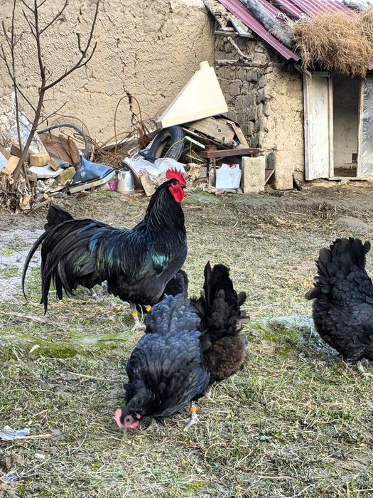 Avstralorp Ruminiya Tuxumlari sotiladi Avstralop Австралорп Австралоп