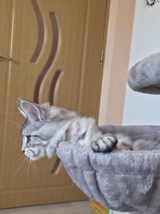 Maine Coon felisa