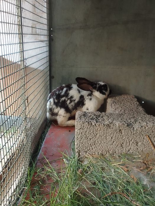 quyonlarni holati yaxshi