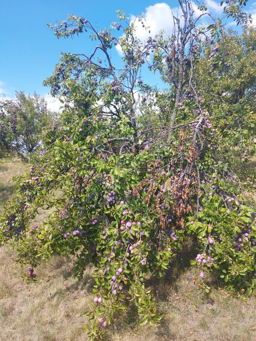 Vând prune soi Anaspet
