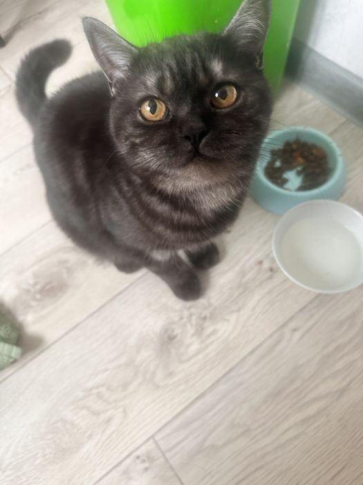 Отдам кошку добрые руки