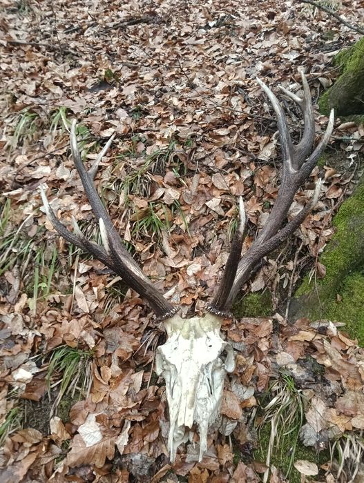 Trofeu  cerb carpatin
