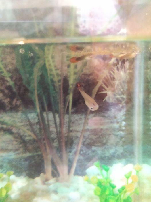 Продам аквариум с рыбками