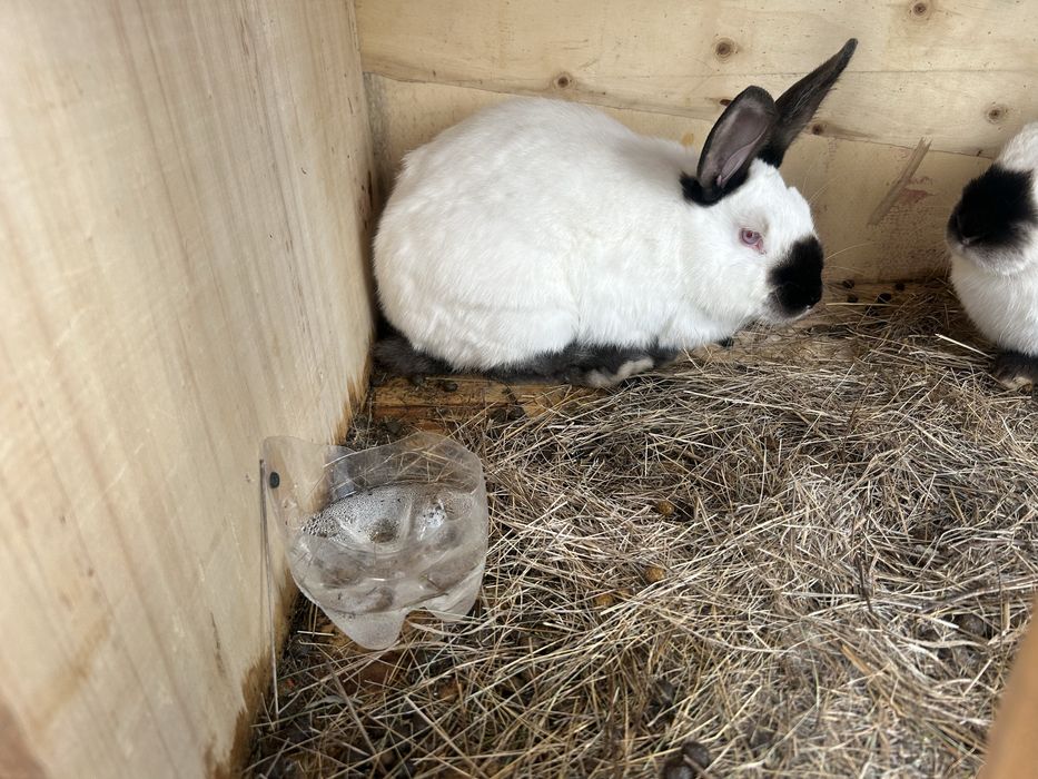 Продам калифорнийских крольчих две девочки