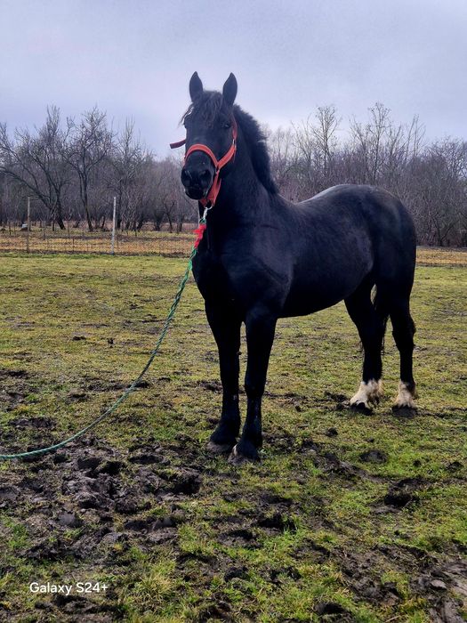 Armăsar de vânzare Englez de 6 ani 180 la grabăn foarte cuminte