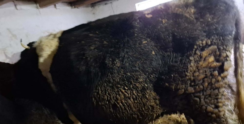 Vând vaci și juninci holstein