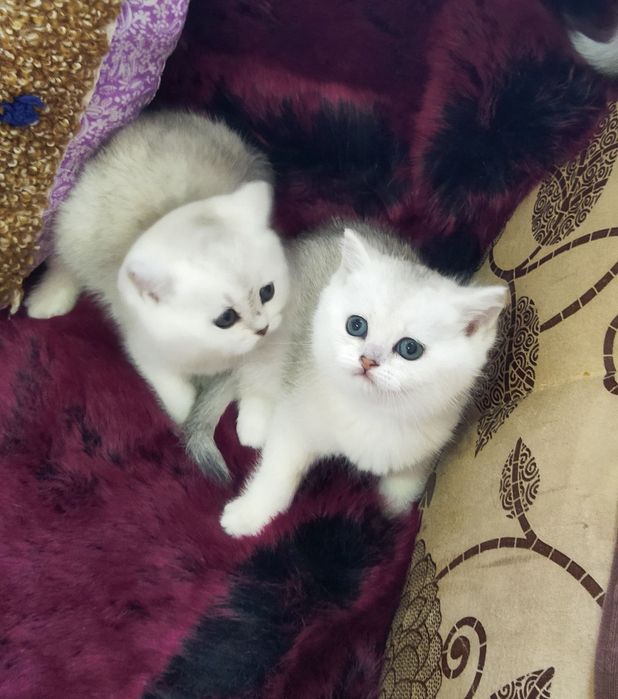 Шотландские котята