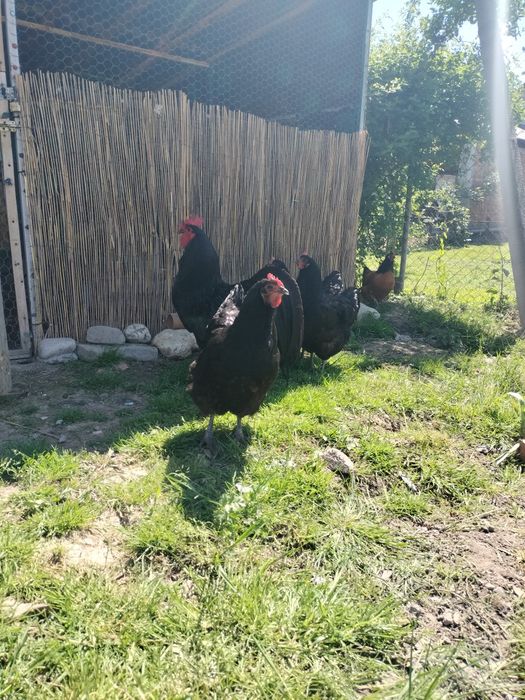 Vând o famile de vorwerk 1+3 și 2 cocoși austrolop și 4 găini