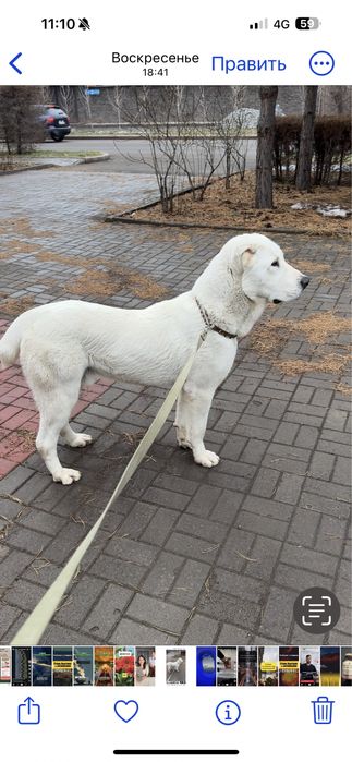 Продаётся 11 месячный Алабай с питомника "Шайтан"