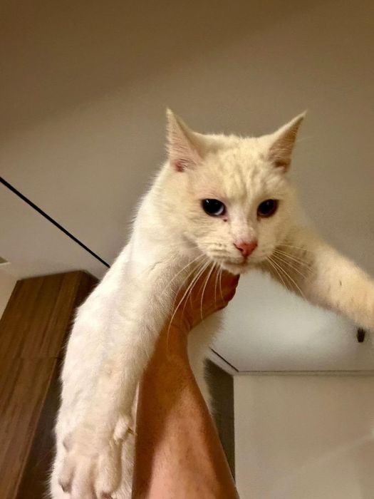 Adopție pui pisică