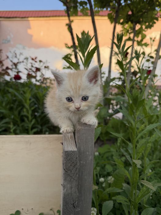Котята Scottish Fold и Страйт