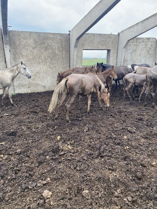Продам лошадь кобылка полтарашка