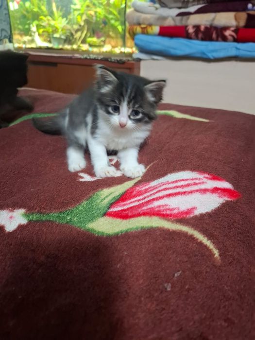Отдам котят бесплатно