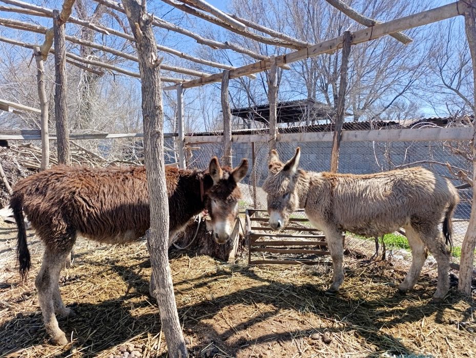 Продам ишаков, рабочих