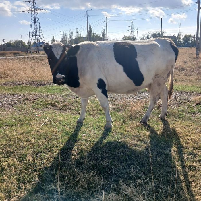Продается корова откормленная