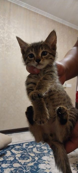 Отдам котят в добрые руки