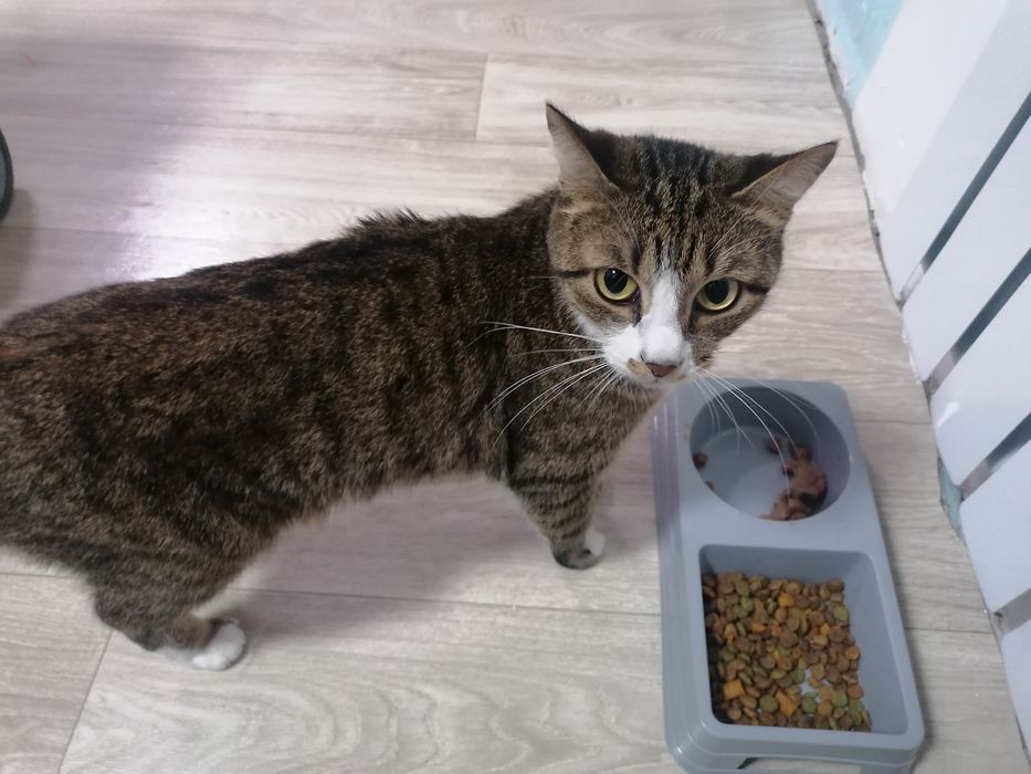 Отдам кошку в хорошие руки