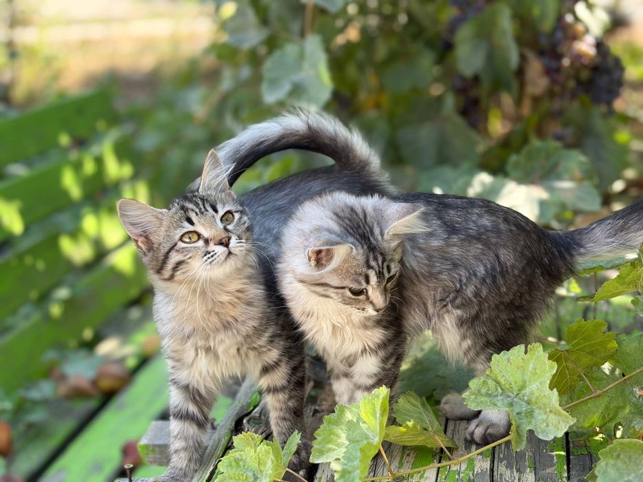 Срочно уличные котята ищут дом