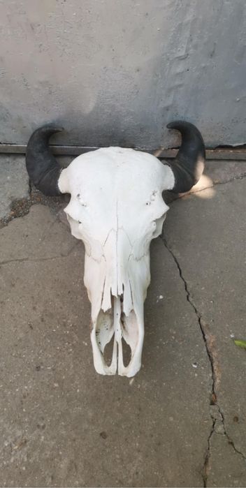 Черепи рога най-новото