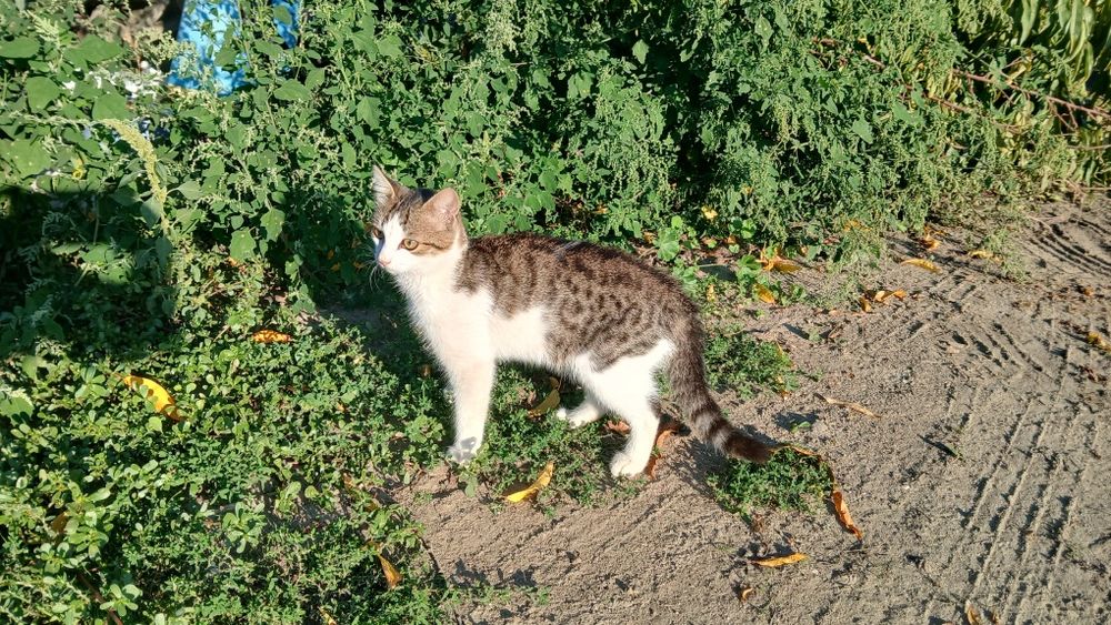 Подарявам мъжки котенца