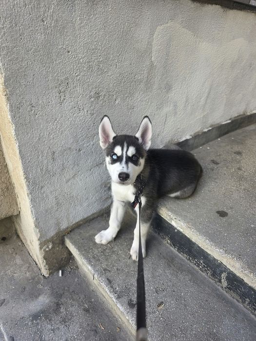 Husky siberian Mascul
