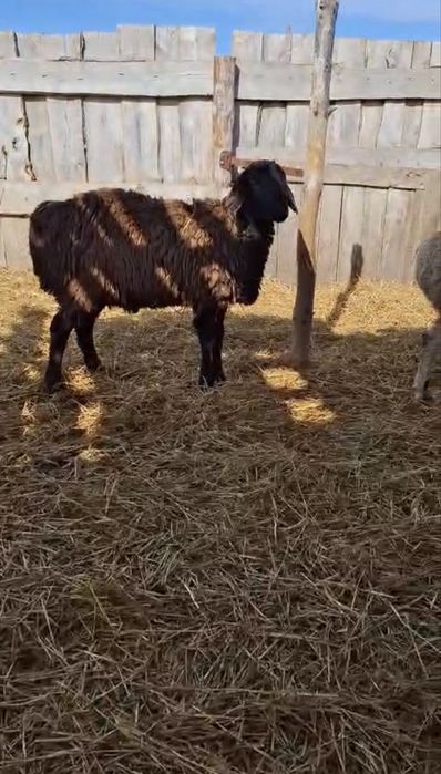 Қошқарлар сатылады 75 бас