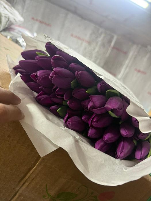 Оптом тьюлпаны всех сортов