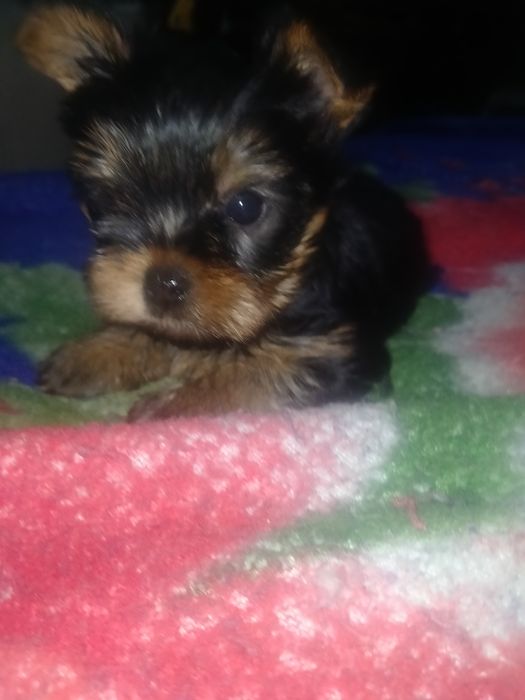 Йоркширский терьер