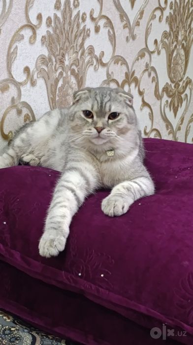 Вязка/Vyazka ( British Shorthair & Scottish Fold Erkak Mushuklar
