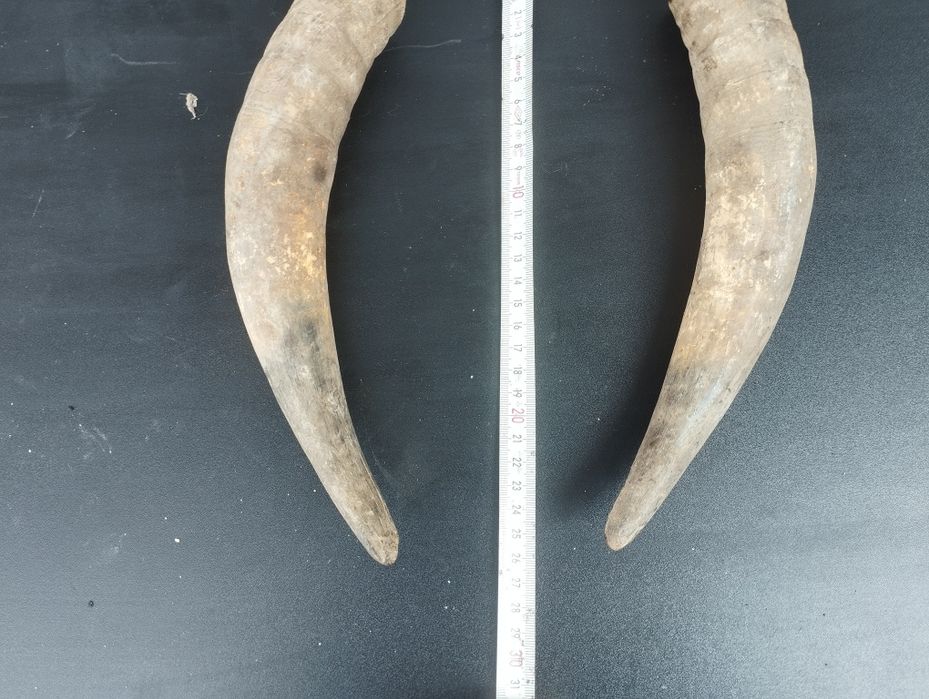 Чифт биволски рога