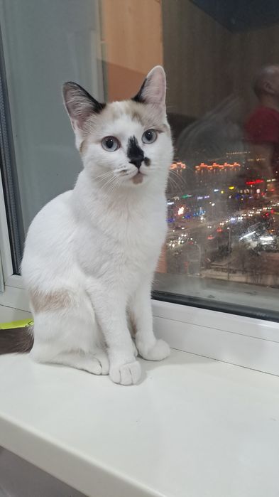 Отдам В Добрые руки