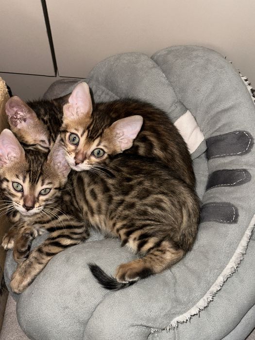 Продам Котенок бенгал