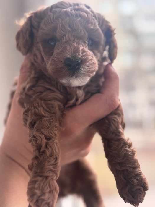 Пудел Той- женски