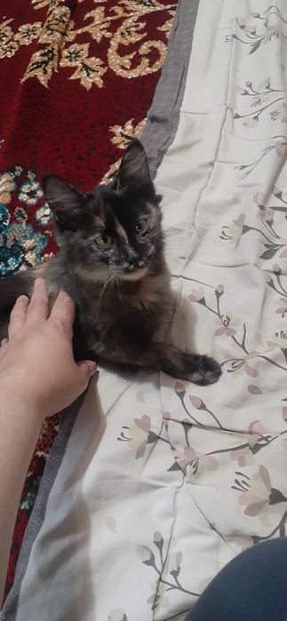 Мушук боласи 3,4 ойлик жа тополончи мас жим юради