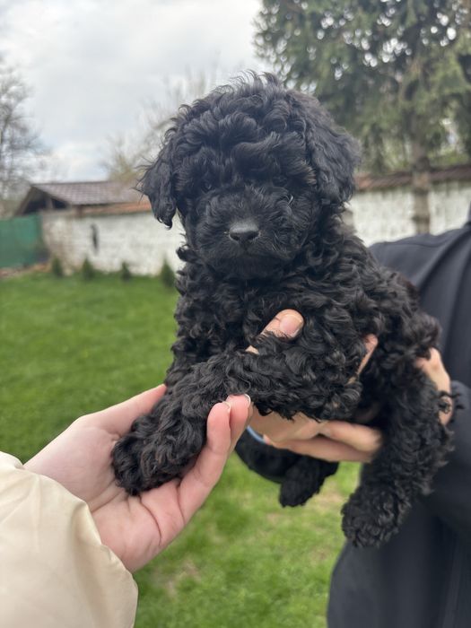 Продават се момче и момиче пуделчета на 55 днн с първа ваксина