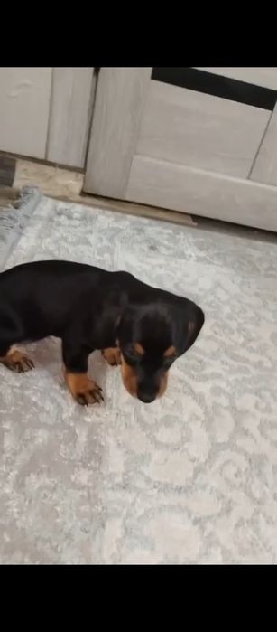 Такса щенки девочки