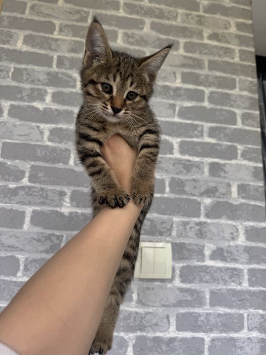 Mushuk bolasi bor hadiyaga beriladi