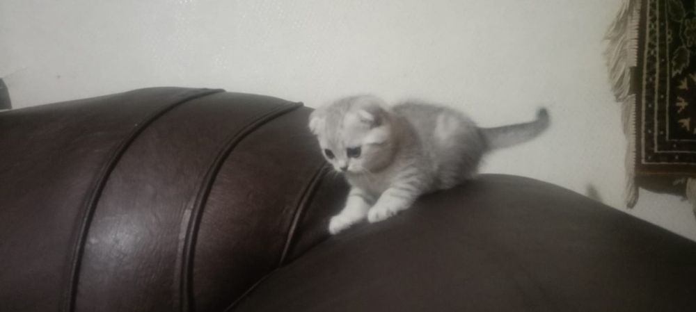 Продам катят скотиш фолд