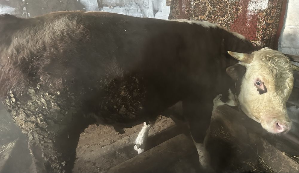 Продам бычков с откорма