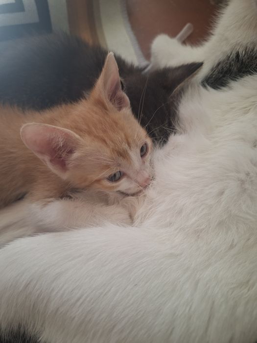 Котята в добрые руки.