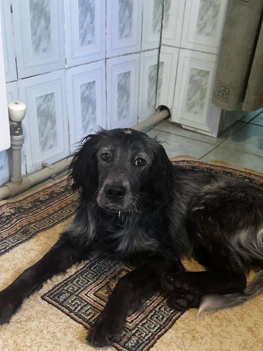 Продам щенка английского сеттера