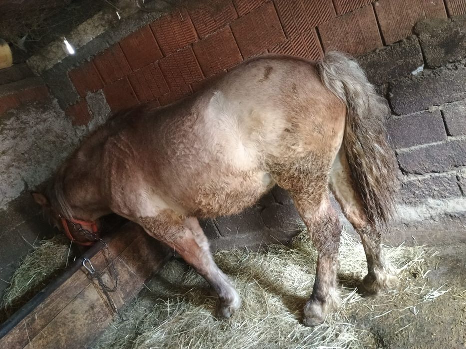 Vând mânz de un an sau schimb cu ATV ,iapa sau mânză