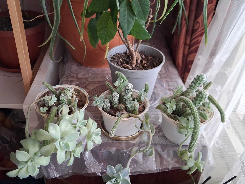 3 композиции с кактуси и сукуленти и 2 броя дърво на живота