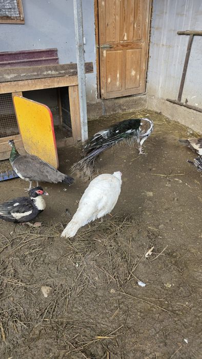 Жас аналық индуктар сатылады – 20 000 тг