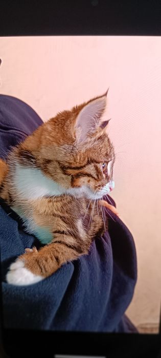 Отдам в хорошие руки