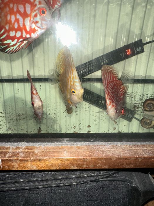 Продавам млади дискуси